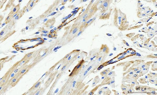 a03488 2 mtnd5 primary antibodies ihc testing 8