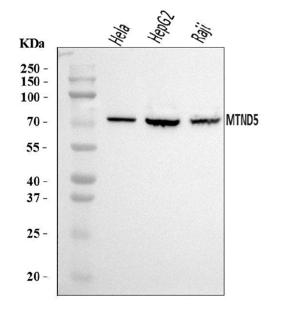  Western blot analysis of MT-ND5 using anti-MT-ND5 antibody (A03488-2)