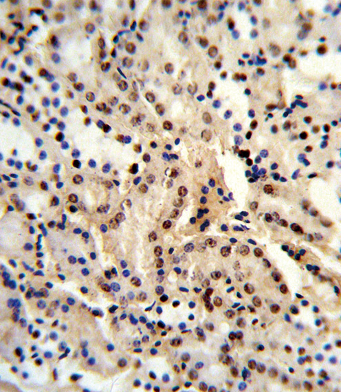 Formalin-fixed and paraffin-embedded human kidney reacted with BAT1 Antibody (C-term), which was peroxidase-conjugated to the secondary antibody, followed by DAB staining