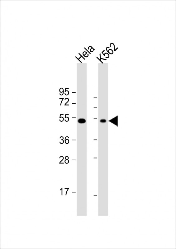 All lanes : Anti-BAT1 Antibody (C-term) at 1:1000 dilutionLane 1: Hela whole cell lysateLane 2: K562 whole cell lysateLysates/proteins at 20 µg per lane