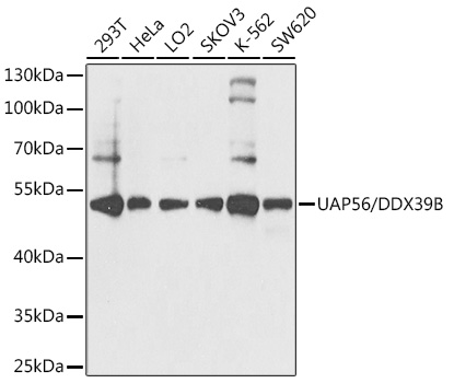 a03490 ddx39b primary antiboties wb testing 1