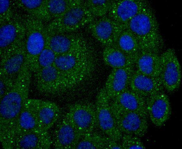 ICC staining Calpain 2 in HepG2 cells (green)