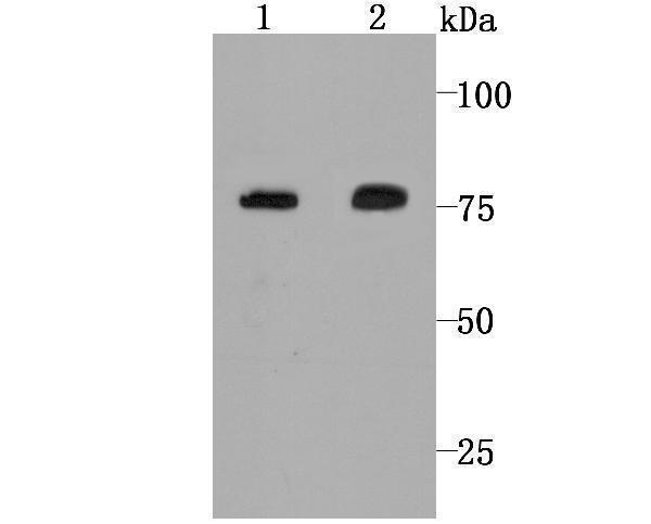 Western blot analysis of Calpain 2 on Hela cell (1) and rat skin tissue (2) lysate using anti-Calpain 2 antibody at 1/1,000 dilution