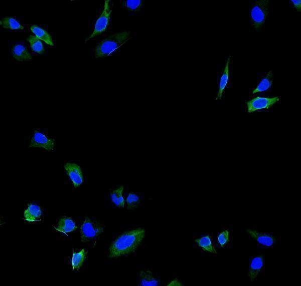 a03492 capn2 primary antibodies if testing 5