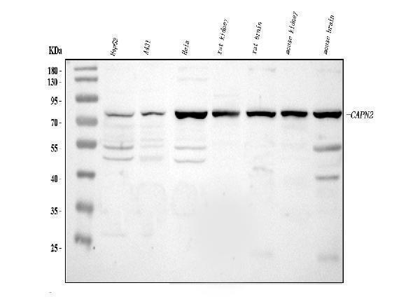 a03492 capn2 primary antibodies wb testing 1