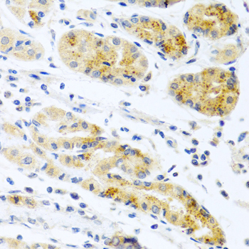 a03494 prok2 primary antiboties ihc testing 2