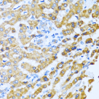a03494 prok2 primary antiboties wb testing 1