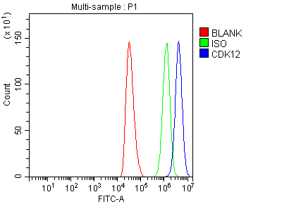 a03495 1 cdk12 primary antibodies fcm testing 6