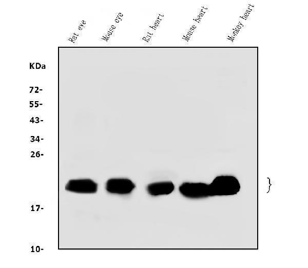 a03496 2 cryab primary antibodies wb testing 1