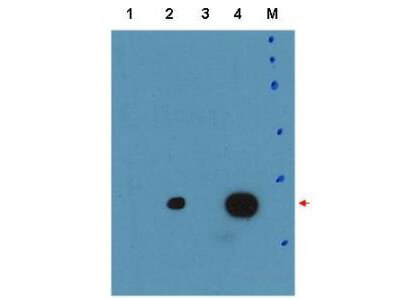 Western Blot of Anti-C/EBPd Antibody  Lane 1: human C/EBPbeta Lane 2: Mouse C/EBPdelta Lane 3: untransfected Lane 4: human C/EBPdelta Load:  35 µg per lane Primary: Anti-C/EBPd Antibody used at a dilution of 1:15k overnight at 4°C  Blocking: buffer TBST ECL was used for detection of overexpressed protein in human and mouse C/EBP delta
