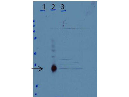 Western Blot of Anti-C/EBPd Antibody