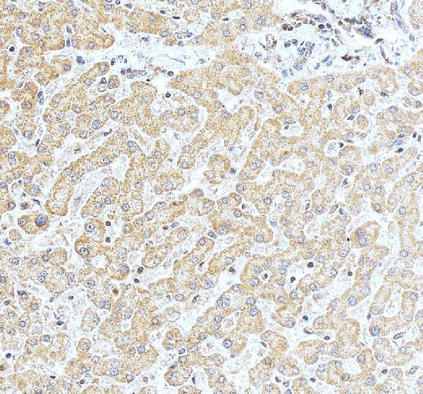 a03504 1 nob1 primary antibodies ihc testing 4