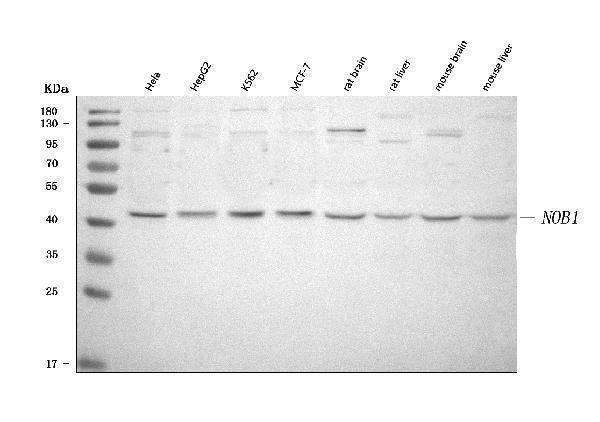 a03504 1 nob1 primary antibodies wb testing 1