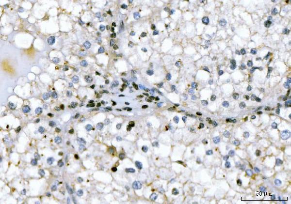 a03508 1 gadd45b primary antibodies ihc testing 4