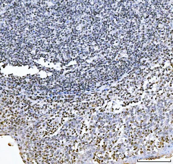 a03508 1 gadd45b primary antibodies ihc testing 5