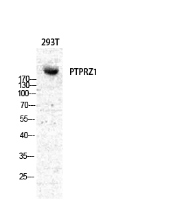 a03510 ptprz1 primary antibodies wb testing 2