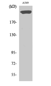 a03510 ptprz1 primary antibodies wb testing 3