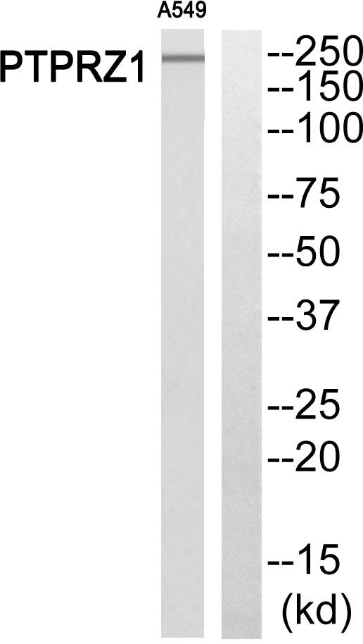 a03510 ptprz1 primary antibodies wb testing 4