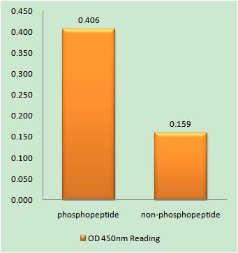 a03511s283 limk2 primary antibodies elisa testing 1