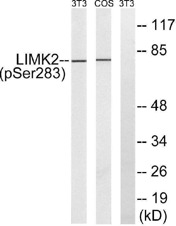 a03511s283 limk2 primary antibodies wb testing 2