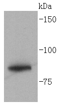 Western blot analysis of Glycogen synthase on Hela lysates using anti- Glycogen synthase antibody at 1/1,000 dilution