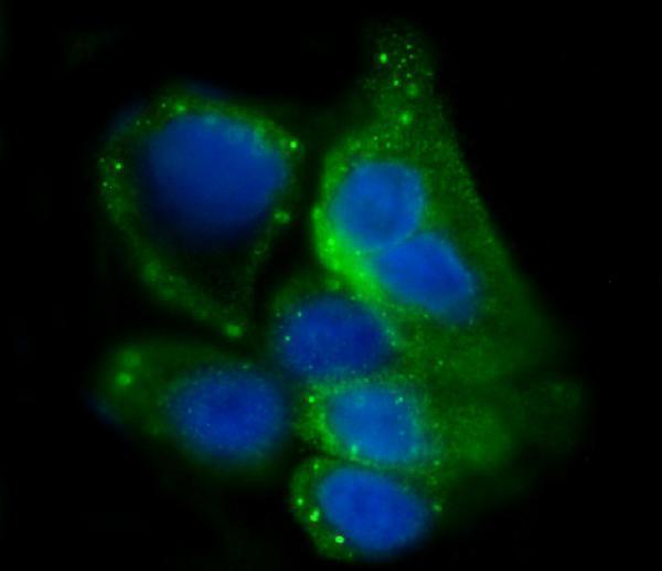 a03512 3 gys1 primary antibodies if testing 7