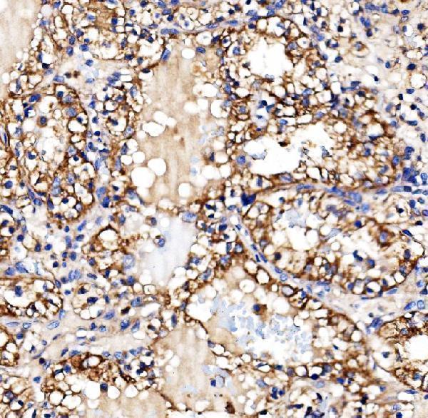 a03512 3 gys1 primary antibodies ihc testing 5