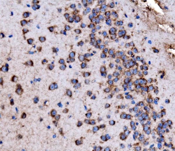 a03512 3 gys1 primary antibodies ihc testing 6