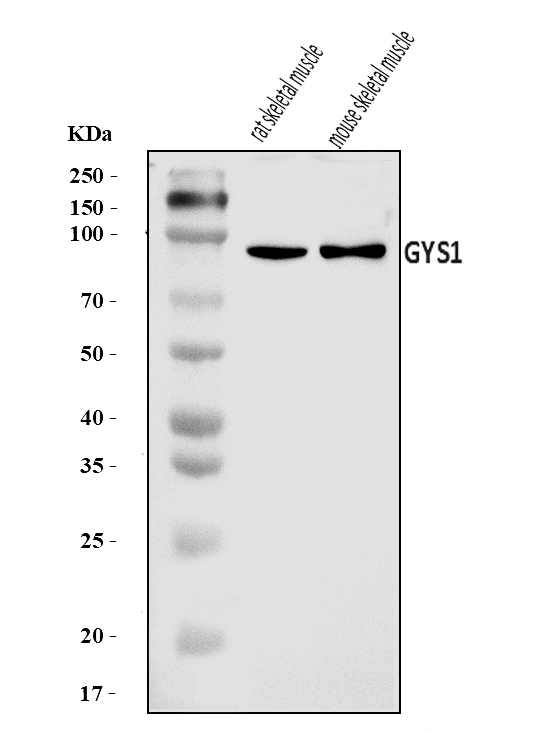  Western blot analysis of Glycogen synthase 1/GYS1 using anti-Glycogen synthase 1/GYS1 antibody (A03512-3)