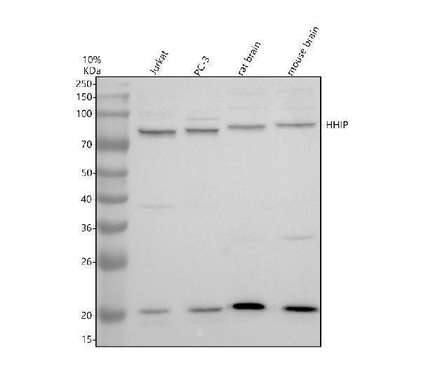 a03514 1 hhip primary antibodies wb testing 1