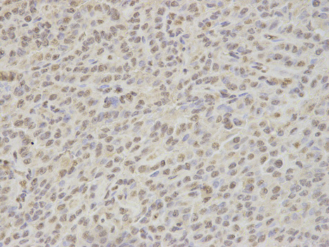 Immunohistochemistry of paraffin-embedded rat lung using NONO/p54nrb Rabbit pAb  at dilution of 1:100 