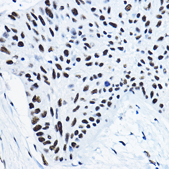 a03515 nono primary antiboties ihc testing 4