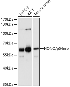 Western blot analysis of extracts of various cell lines, using NONO/p54nrb antibody  at 1:1000 dilution