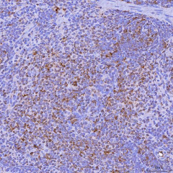 a03516 2 tnfsf14 primary antibodies ihc testing 3
