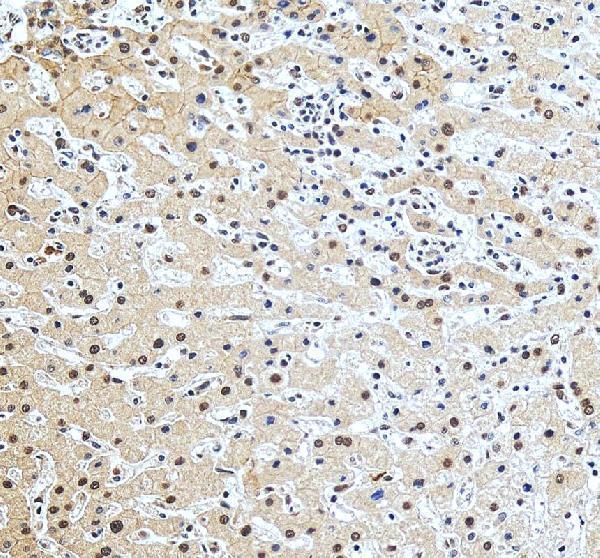 IHC analysis of LIGHT/TNFSF14 using anti-LIGHT/TNFSF14 antibody (A03516-2)