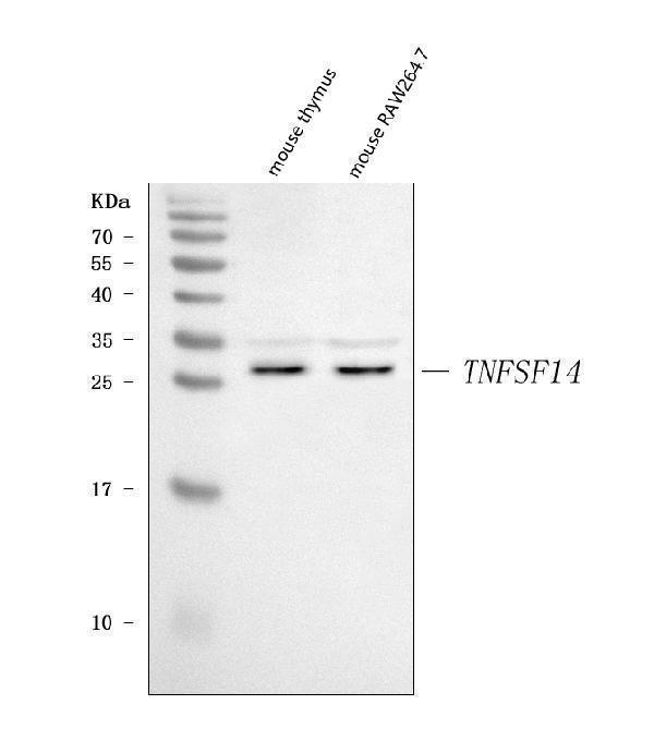  Western blot analysis of LIGHT/Tnfsf14 using anti-LIGHT/Tnfsf14 antibody (A03516-2)