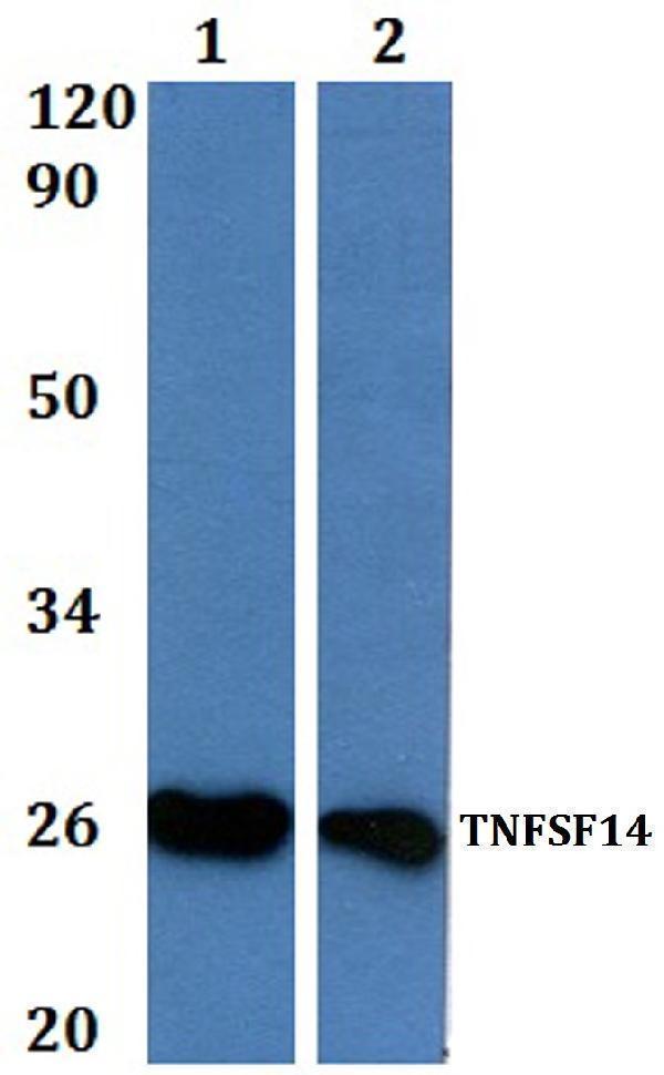 a03516 tnfsf14 primary antiboties wb testing 1
