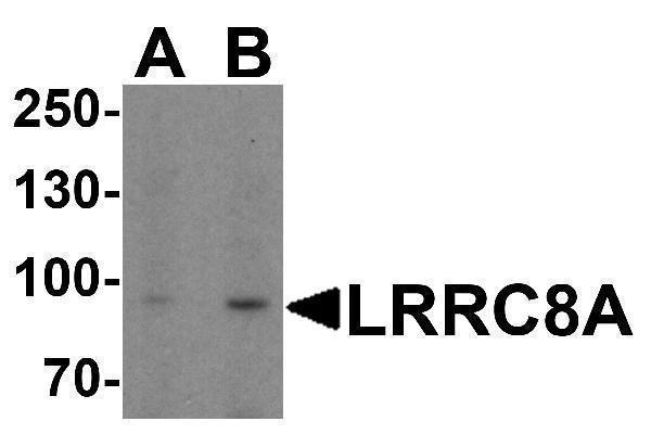 Western blot analysis of LRRC8A in EL4 cell lysate with LRRC8A antibody at (A) 1 and (B) 2 μg/ml