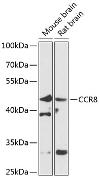 Western blot analysis of extracts of various cell lines, using CCR8 antibody  at 1:1000 dilution