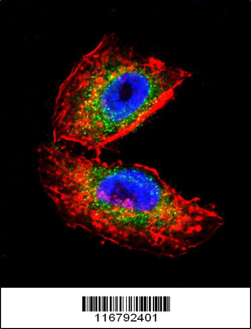 Confocal immunofluorescent analysis of ACHE Antibody (N-term) with NCI-H460 cell followed by Alexa Fluor 488-conjugated goat anti-rabbit lgG (green)