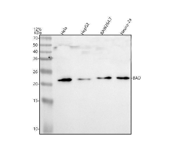  Western blot analysis of BAD using anti-BAD antibody (A03520-3)