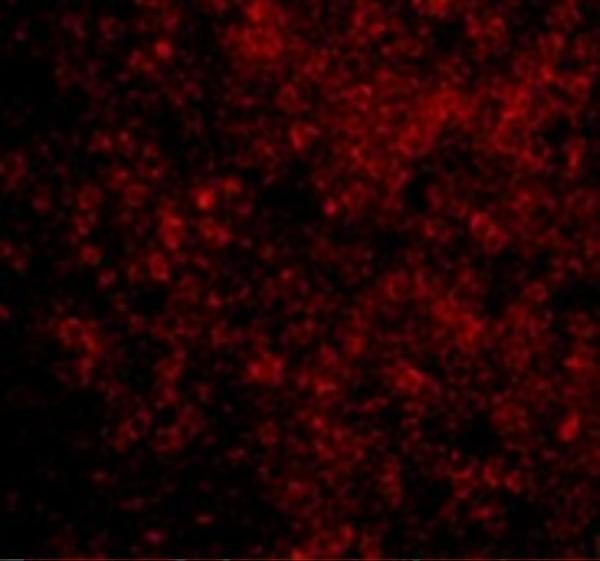 a03520 bad primary antibodies if testing 3