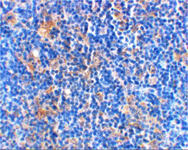 a03520 bad primary antibodies ihc testing 2