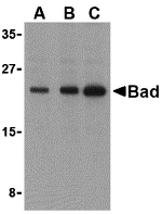 a03520 bad primary antibodies wb testing 1