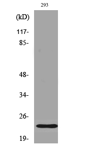 Western Blot analysis of various cells using Phospho-Bad (S112) Polyclonal Antibody