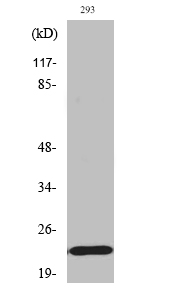 Western Blot analysis of various cells using Phospho-Bad (S155) Polyclonal Antibody
