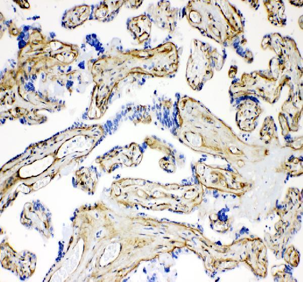 a03522 1 laminin primary antibodies ihc testing 2