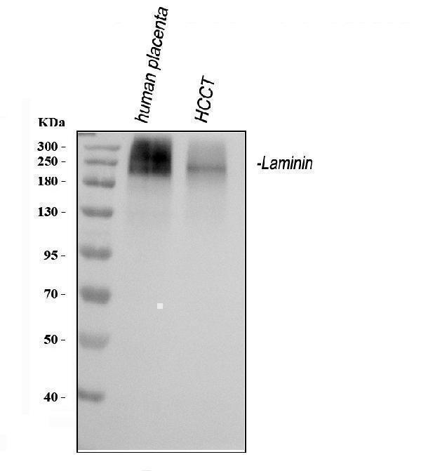 a03522 1 laminin primary antibodies wb testing 1
