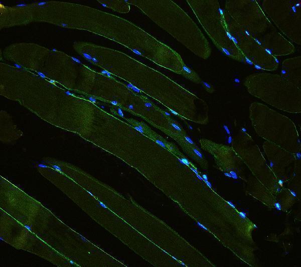 a03522 laminin primary antibodies if testing 6