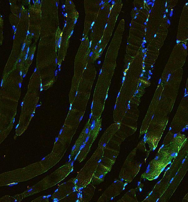 a03522 laminin primary antibodies if testing 8